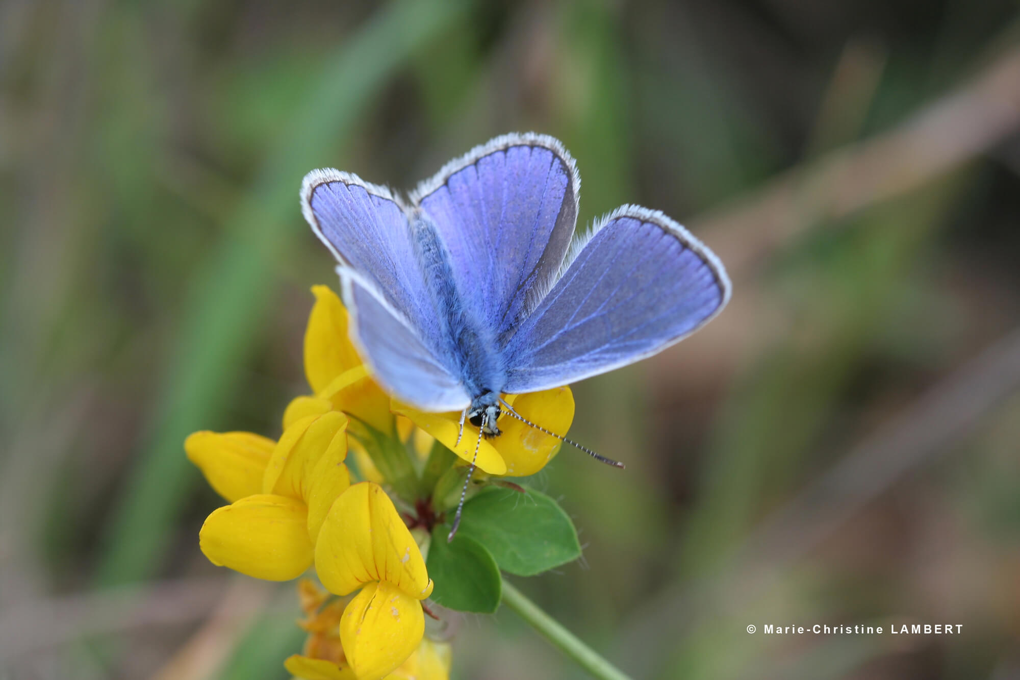 Photo d'un papillon Argus bleu (Polyommatus icarus)